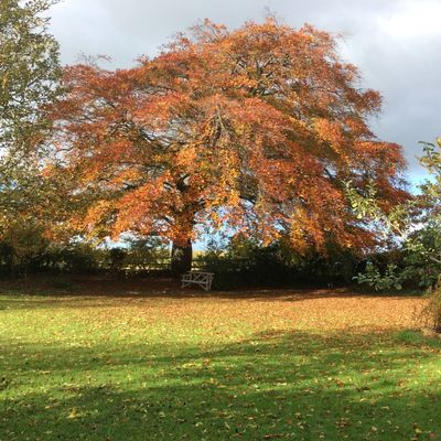 Thumb broncotree