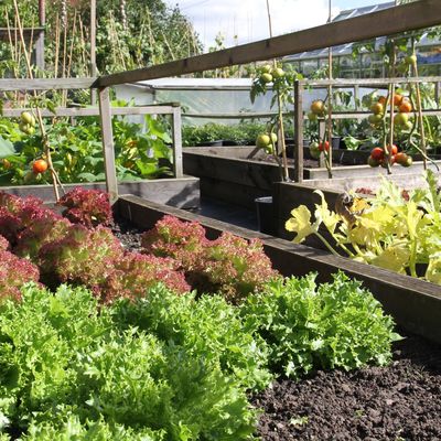 Thumb kitchen garden 1 2