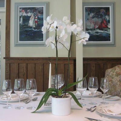 Thumb orchids penhall