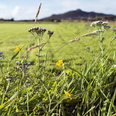 Thumb penrhiw hotel summer meadow
