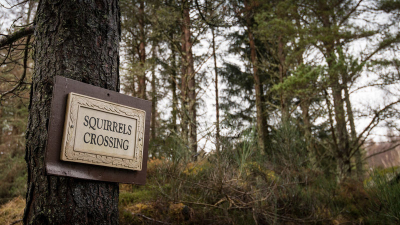 Contact Us Cabin In The Woods Pittenweem Fife Book Online